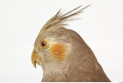 Head Cockatiel